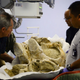 Illustration for article titled Watch a 500,000-Year-Old Mammoth Get Its First X-Ray